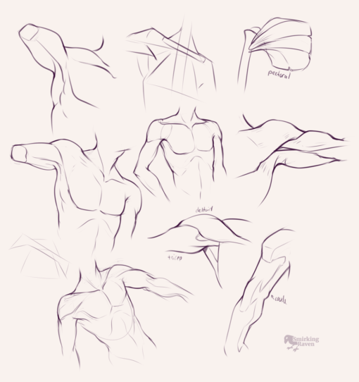 Arms, shoulders and torso anatomy : <br/>Drawing drill #94.5 by Smirking Raven