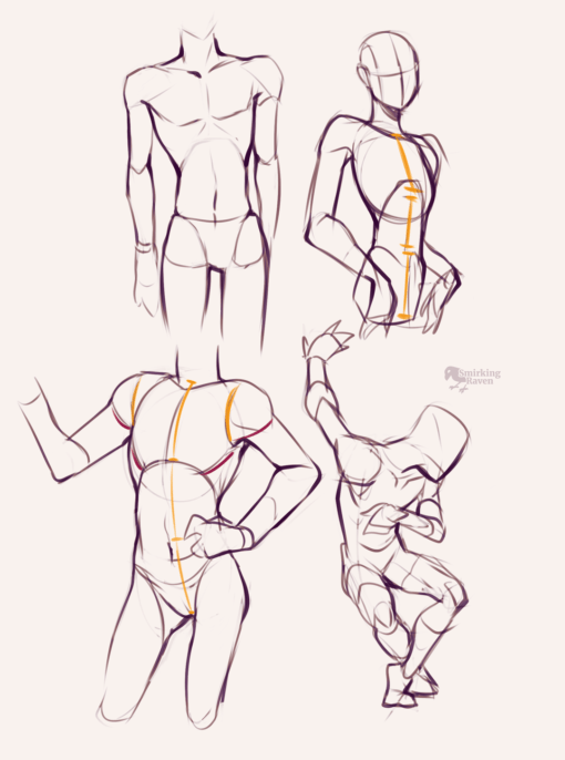Torso proportion - Drawing Drill by Smirking Raven